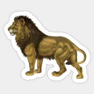 Impressive Male Safari Lion Sticker